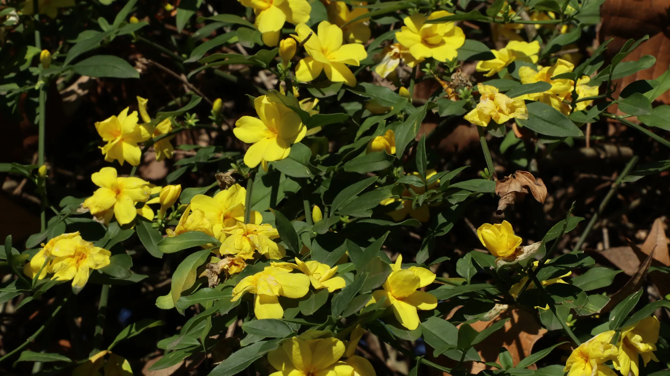 オウバイ (黄梅) の黄花 — 真冬〜早春に咲く (Jasminum nudiflorum)