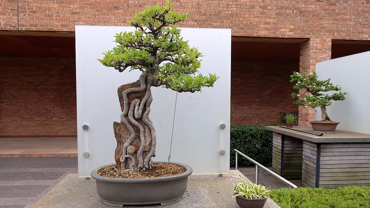 ピラカンサの盆栽 (Pyracantha angustifolia)
