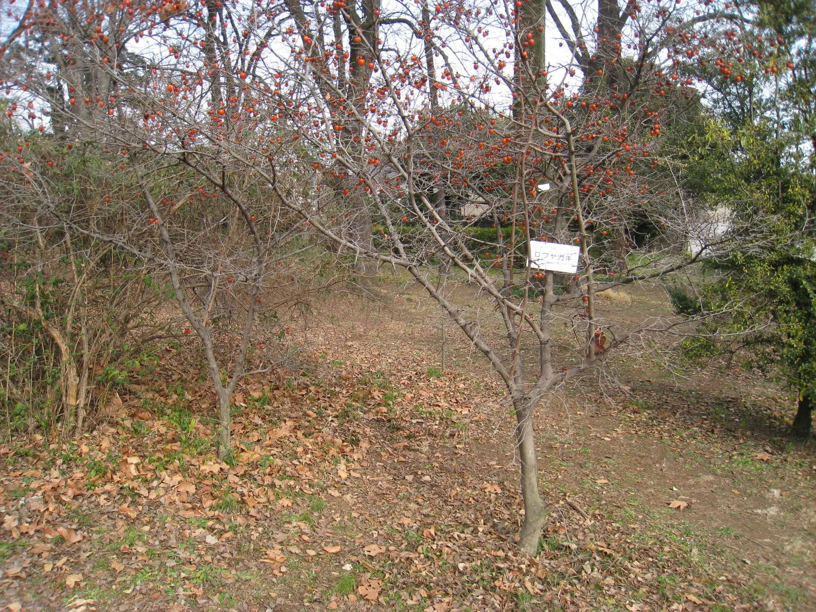 ロウヤガキ (老爺柿) — 冬の橙色の小実 (Diospyros rhombifolia, 小石川植物園)