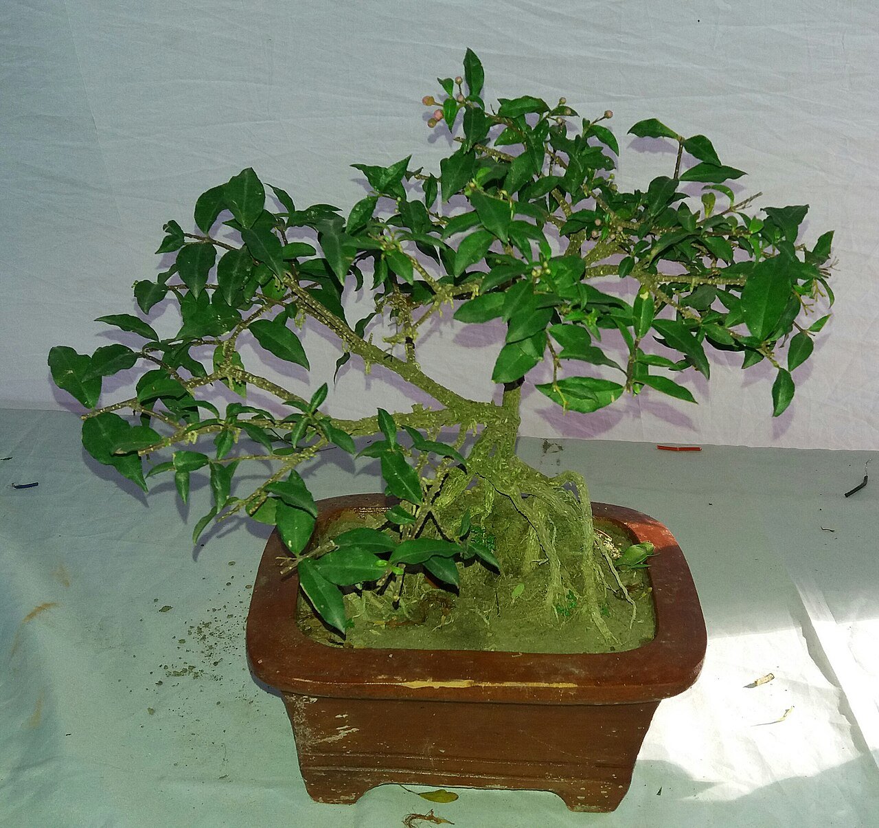 桜の盆栽 (Prunus serrulata)
