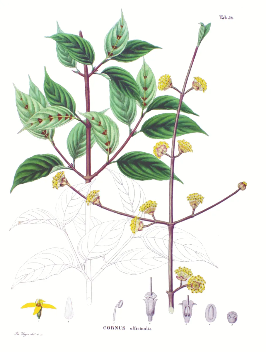 サンシュユ (山茱萸) 植物図 — 早春の黄花と赤実 (Cornus officinalis)