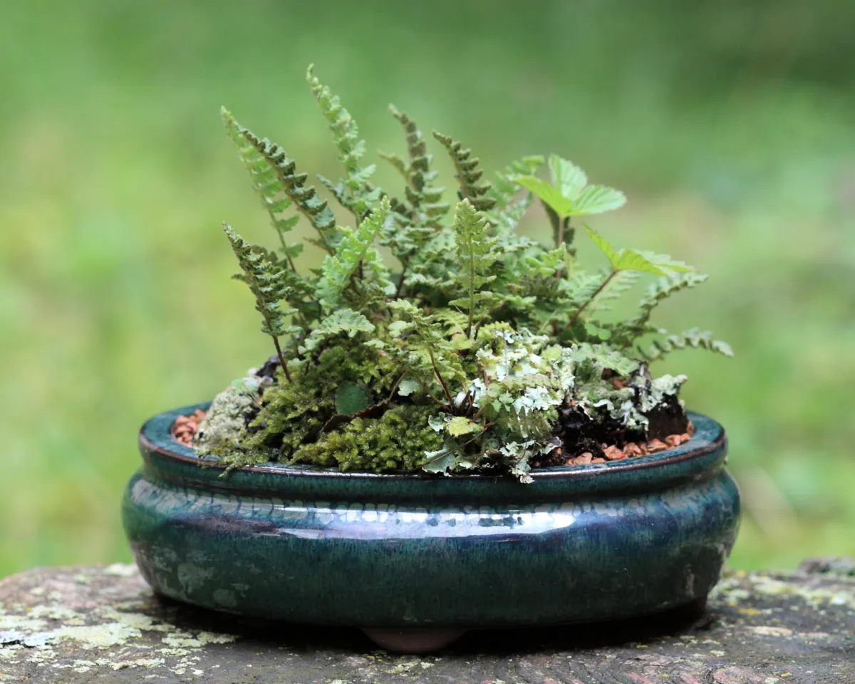 サンヤソウ (山野草) — 苔と山野草の寄せ植え (草もの盆栽)
