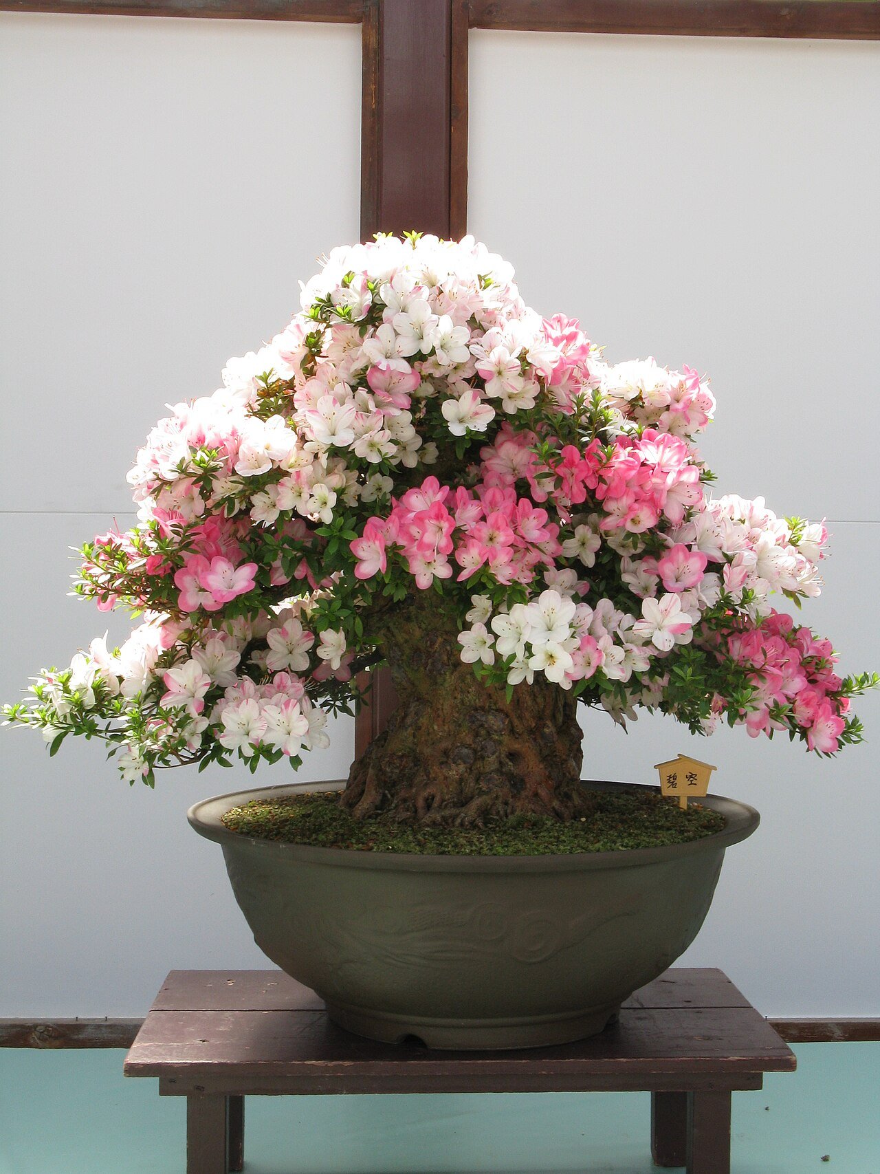 さつきの盆栽 (Rhododendron indicum)