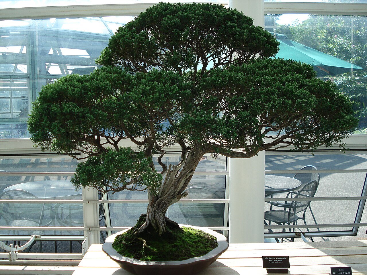 真柏の盆栽 (Juniperus chinensis)