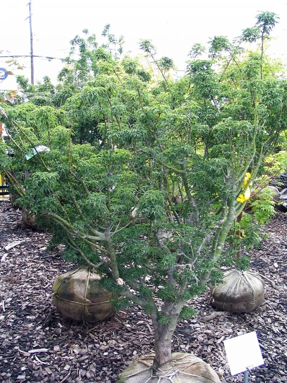 シシガシラ (獅子頭) — 縮れた葉が特徴の Acer palmatum 'Shishigashira' 品種