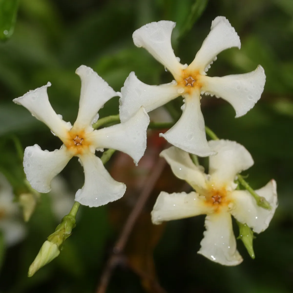 チリメンカズラ (縮緬葛) — 葉に縮みの入る品種 (Trachelospermum asiaticum 'Chirimen') (写真は親種テイカカズラ)
