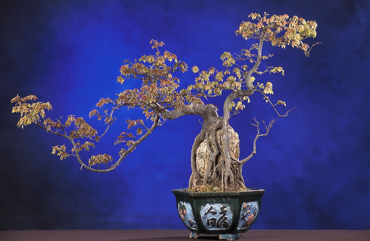 唐楓の盆栽 (Acer buergerianum)