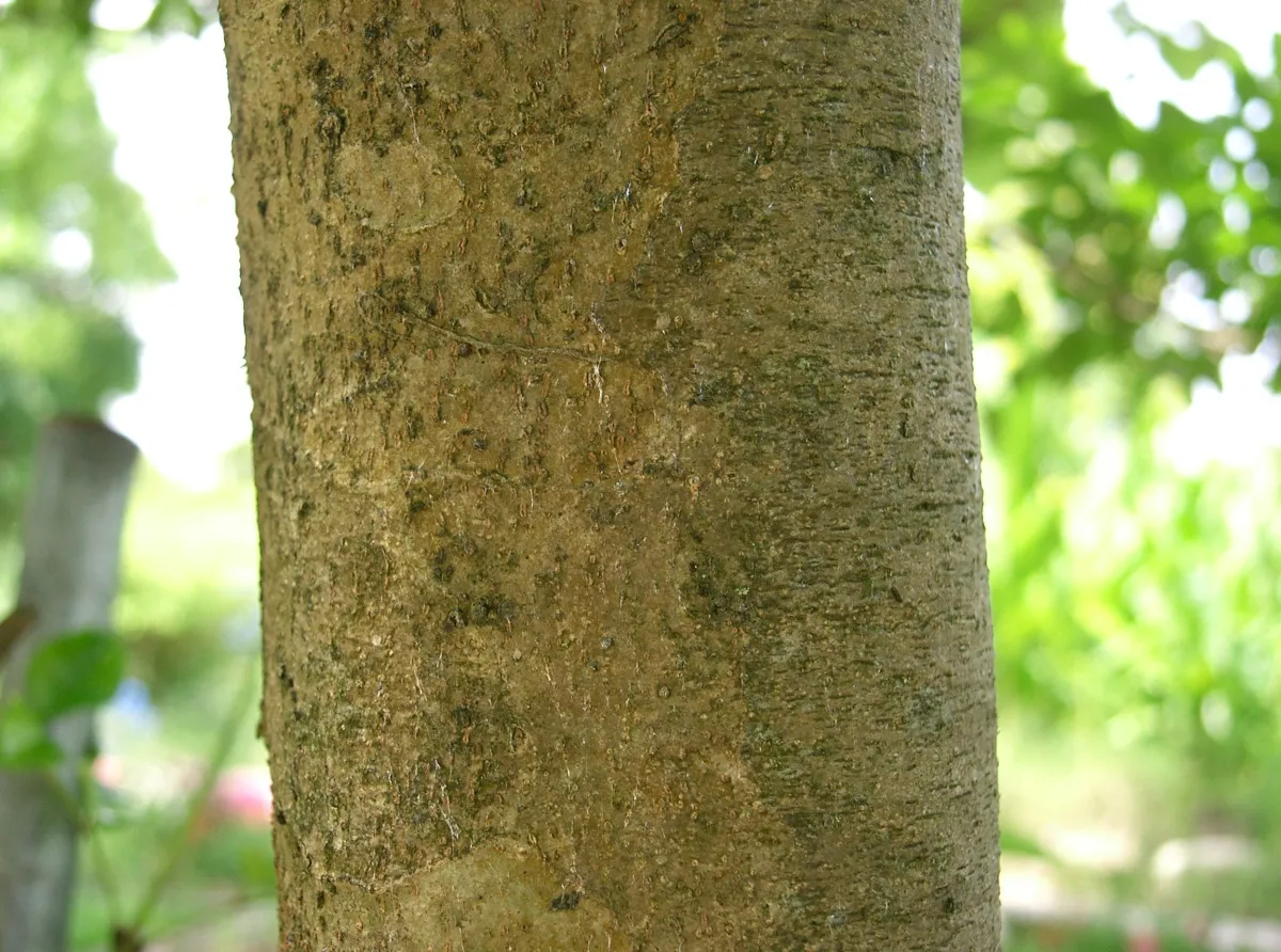 トネリコ (秦皮) — モクセイ科の落葉高木 (Fraxinus japonica)
