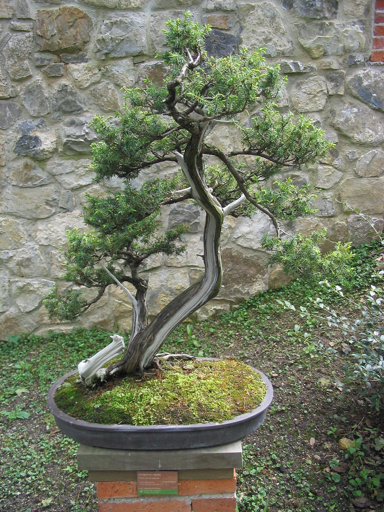 杜松の盆栽 (Juniperus rigida)