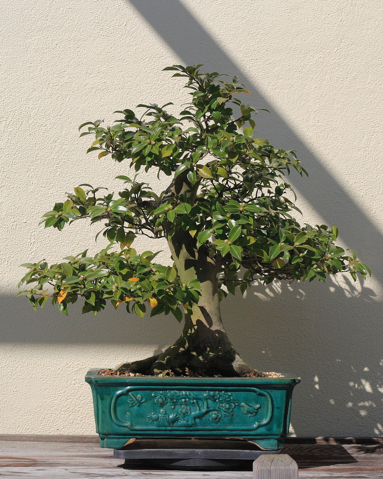 椿の盆栽 (Camellia japonica)
