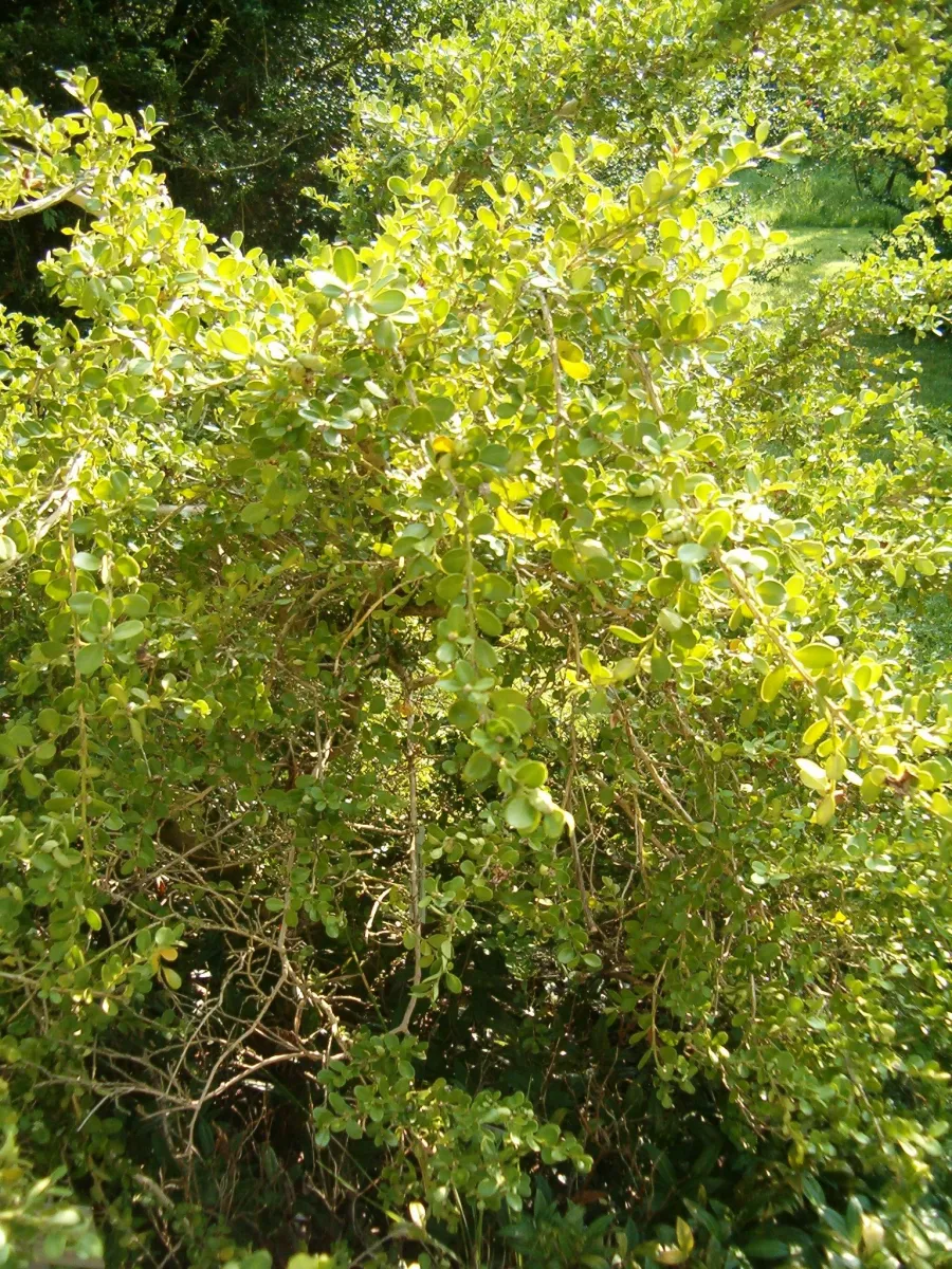 ツゲ (黄楊) — 緻密な葉性の常緑樹 (Buxus microphylla, ベルリン植物園)