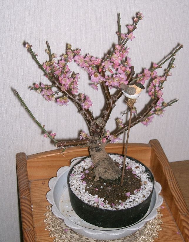 梅の盆栽 (Prunus mume)