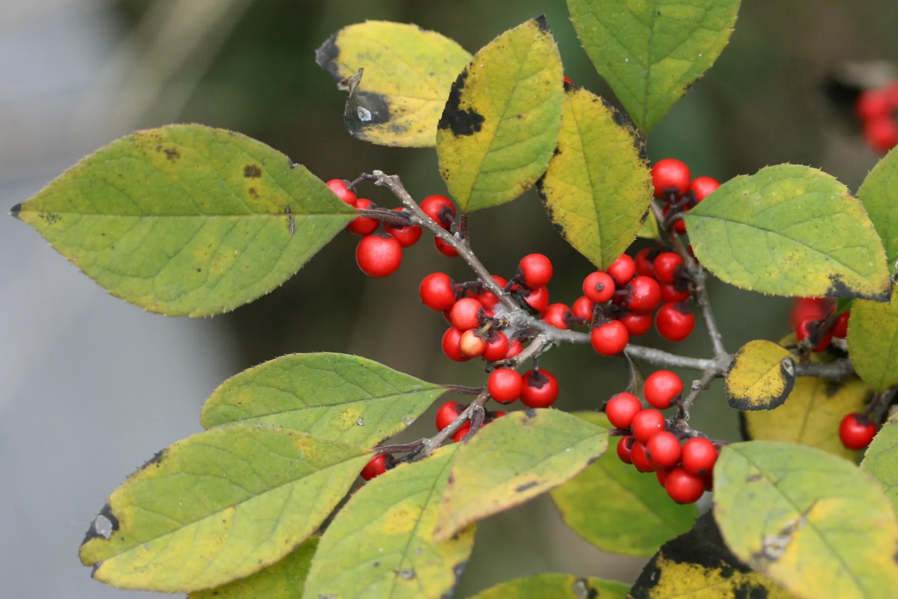 ウメモドキ (梅もどき) の赤実 — 晩秋〜初冬の見せ場 (Ilex serrata)