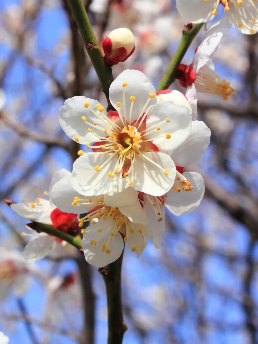 コウバイ (紅梅) — 赤花系の梅品種 (Prunus mume) (写真は近縁の野梅、白花)