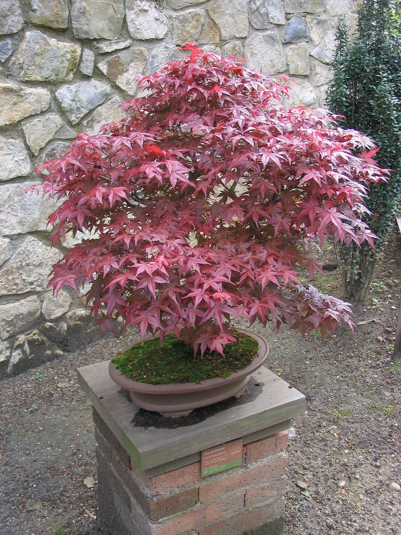 山もみじの盆栽 (Acer amoenum)
