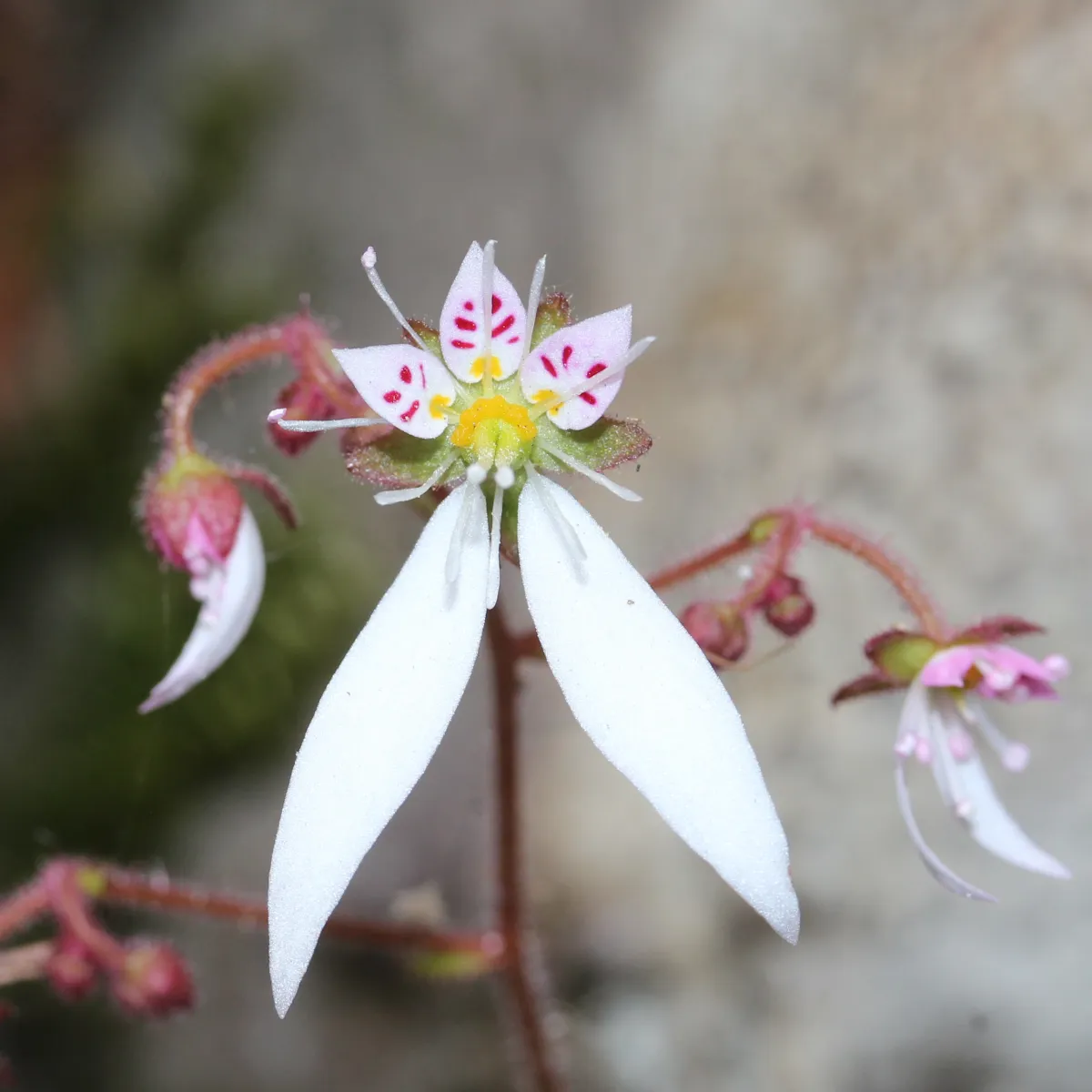 ユキノシタ (雪の下) の白花 — 山地の半日陰好み草もの (Saxifraga stolonifera)
