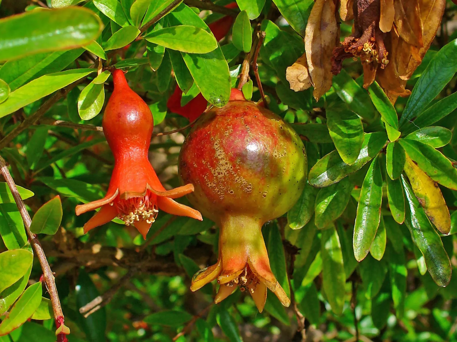 ザクロ (柘榴) の実 — 開花後に育つ赤い果実 (Punica granatum)